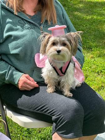 BASIC DOG TRAINING GROUP CLASS 1