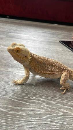 Dragón barbudo (Bristol)64008392138498122