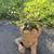 Planter. Super Cute ( Groot ) 2 thumbnail