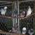Pigeons 4 thumbnail