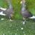 Syria Pigeons 7 thumbnail