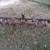 7 Ft Cultivator Plow 2 thumbnail