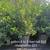 Podocarpus ligustrum areca firebush ixora clusia palm 7 thumbnail