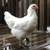 Chickens for sale 1 thumbnail