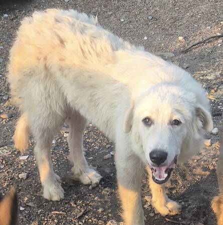 Perrito gratis 1