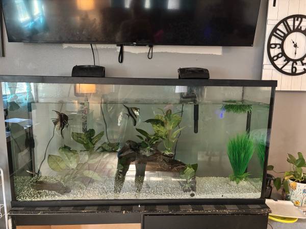 55 gallon aquarium (Milton)63836590835585123