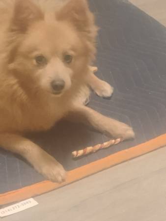 Perro perdido (Fredrickson)487079794454056960