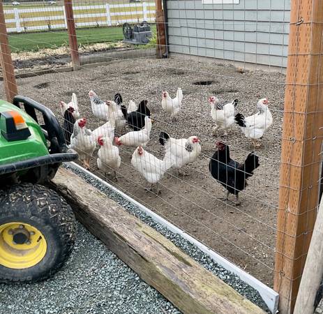 23 Young Laying Hens 1