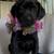 Lab Puppies 6 thumbnail
