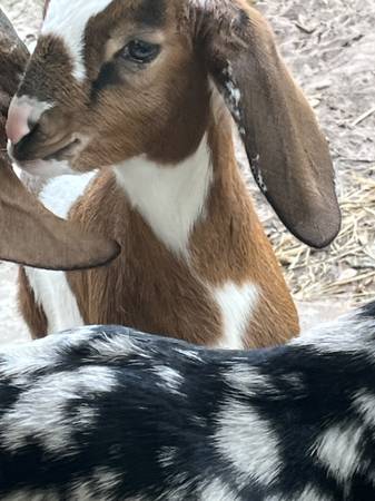 Registered miniNubian baby goat 1