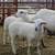 Katahdin ram lambs 1 thumbnail