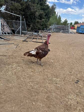 Turkey 1