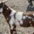 Boer bucks 7 thumbnail