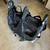 City Mini Double Jogger Stroller – $250 or OBO. 1 thumbnail