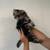 Siberian kittens 8 thumbnail