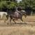 8 yr old OTTB 1 thumbnail