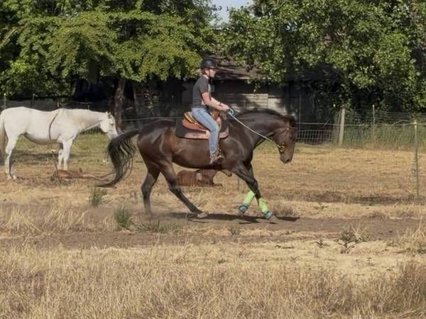 8 yr old OTTB 1