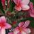 Plumeria Multi-Branched Pink, Dark Pink Flowers 6 thumbnail