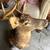 Deer Mount 2 thumbnail