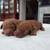 Mini Goldendoodle 1 thumbnail