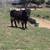 Registered Mini Texas Longhorn Bull 1 thumbnail