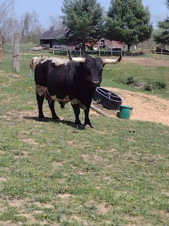 Registered Mini Texas Longhorn Bull 1