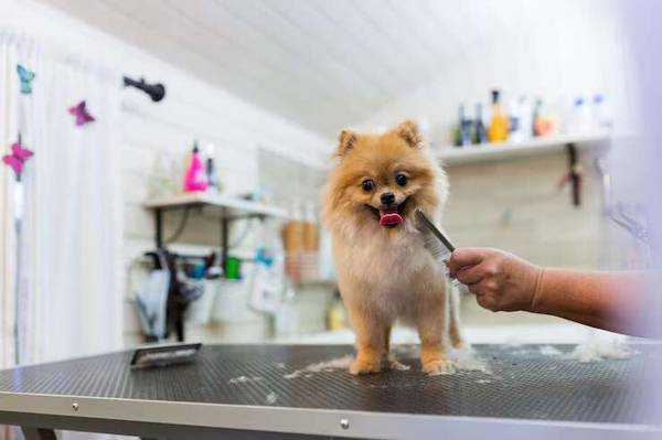 Dog Grooming in Noida 1