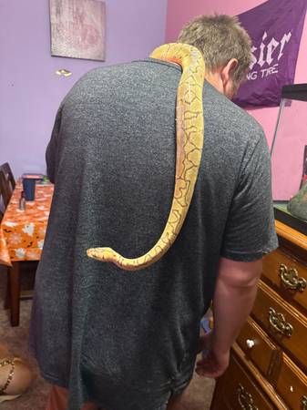 Ball python +everything you need63936013592963122