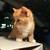 Schottish littens 1 thumbnail