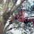 TREE TRIMMING AND REMOVAL 2 thumbnail