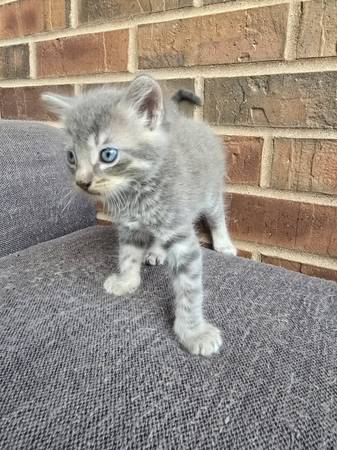 ¡Gatitos bebés!63857444516227122