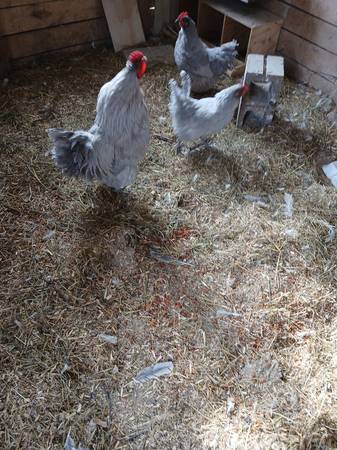 Trio of lavender  orpingtons 1