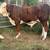 Braford Bull 2 thumbnail