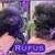 Poms needing new homes! 6 thumbnail