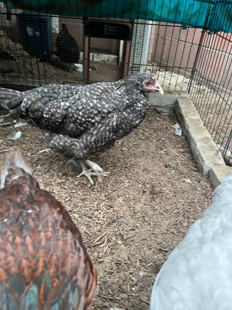 Cuckoo Marans Chickens almost laying age (Downey)63870036909313120