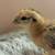 Easter Egger chicks 2 thumbnail