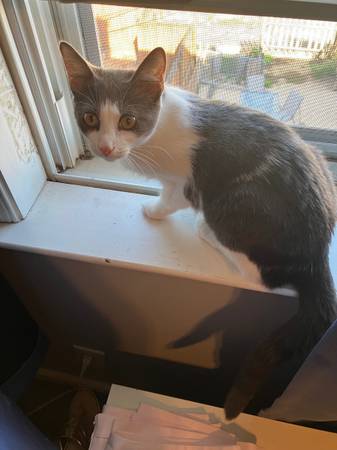 White & grey kitten (Dundalk)63924992171906122