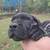 Cane corso puppies 3 thumbnail