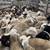 Goats sheep cattle 7 thumbnail