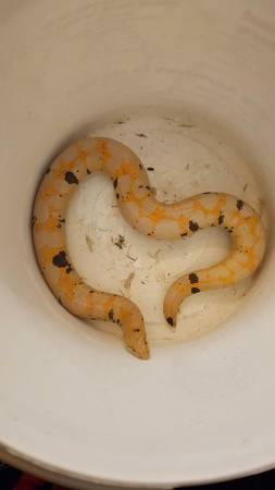 Albino Sand boa with cage 1