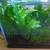 Guppies Shrimp Snails & Aquatic Plants 7 thumbnail