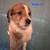 Heeler/ Brittany Spaniel Puppies 3 thumbnail