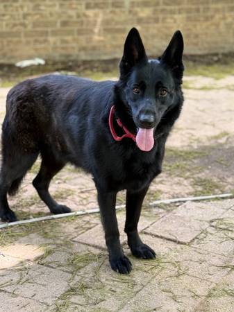 Female GSD 1
