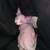 Sphynx kitten 5 thumbnail