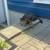 Lost tabby cat 2 thumbnail