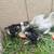 Bantam Cochin chicks 1 thumbnail