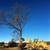 Tree Post Puller Skid Steer Loader 7 thumbnail