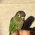Baby Green Cheek Conure 3 thumbnail