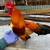 Ginger Bantam Pair 1 thumbnail
