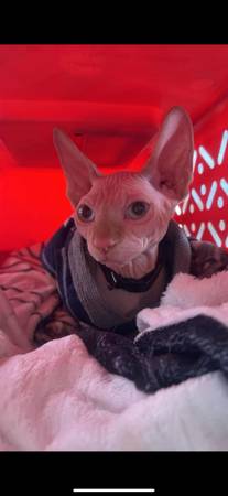 Gato macho sin pelo (Las Vegas)63860184086531124